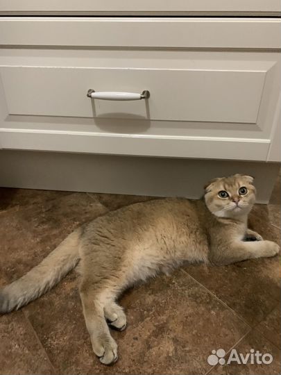 Шотландский вислоухий кот вязка. Золотая шиншилла