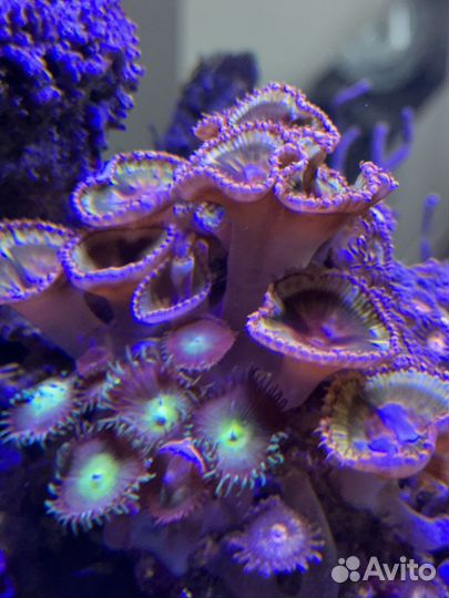 Продаю морской риф