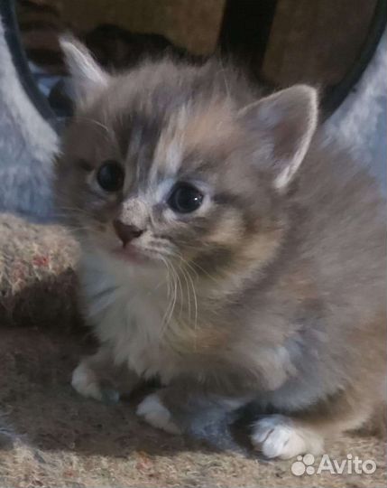 Котëнок трёхцветный в добрые руки