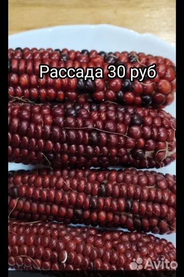 Рассада кукурузы