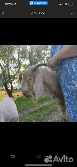 Нубийский козел