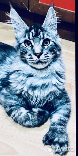 Мейн кун -вязка полидакт мейн кунята-котята