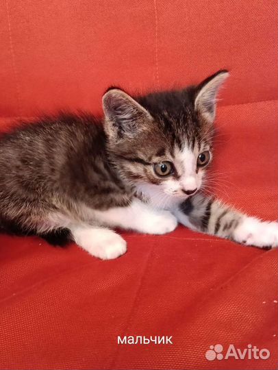 Катята, лечебные, крысаловы