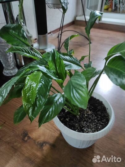 Спатифиллум