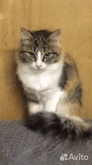 Кошечка Лисочка