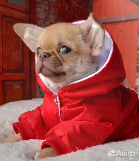 Чихуахуа девочки