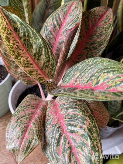 Аглаонема Легаси