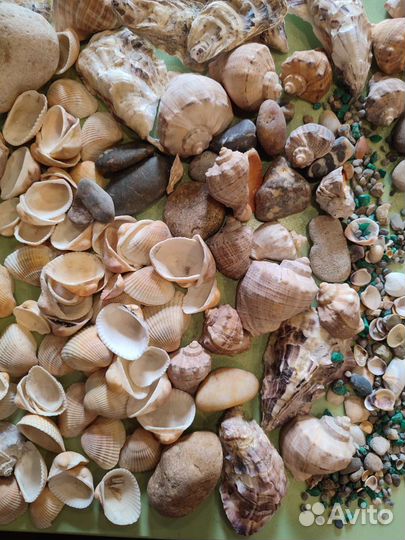 Ракушки для поделок