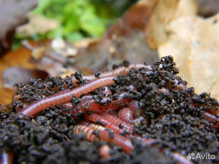 Черви калифорнийские