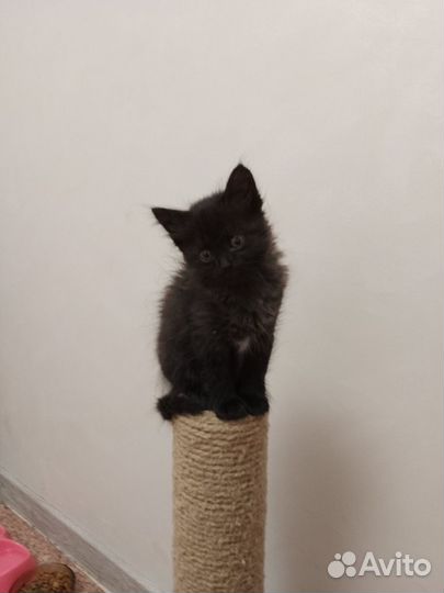 Котенок девочка