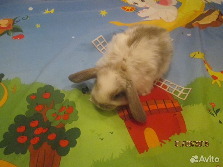 Крохотные создания