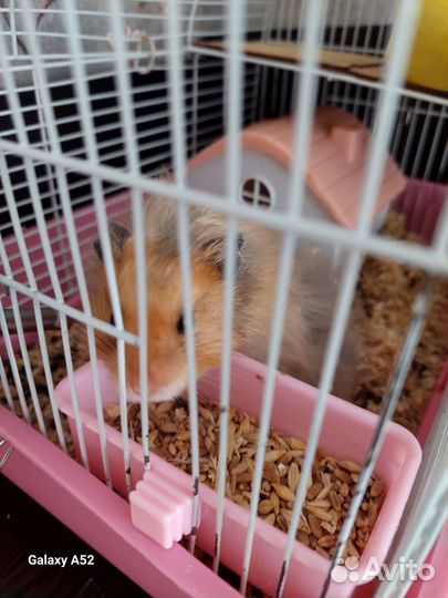 Сирийский хомяк с клеткой