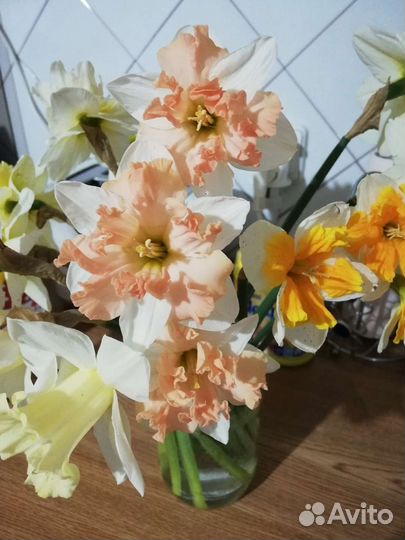 Микс из нарциссов