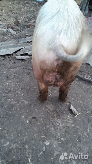 Хряк на племя