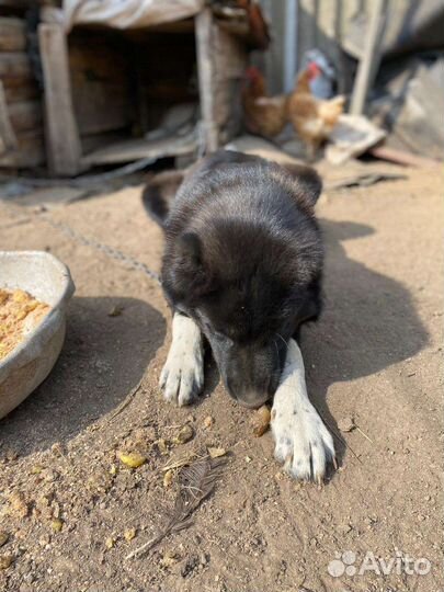 Щенок Алабая