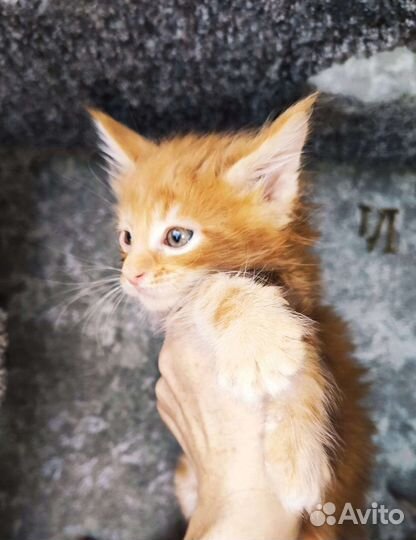 Котята мейн-кун