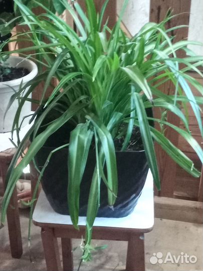 Каланхоэ алоэ, гиппеаструм