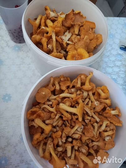 Грибы лисички