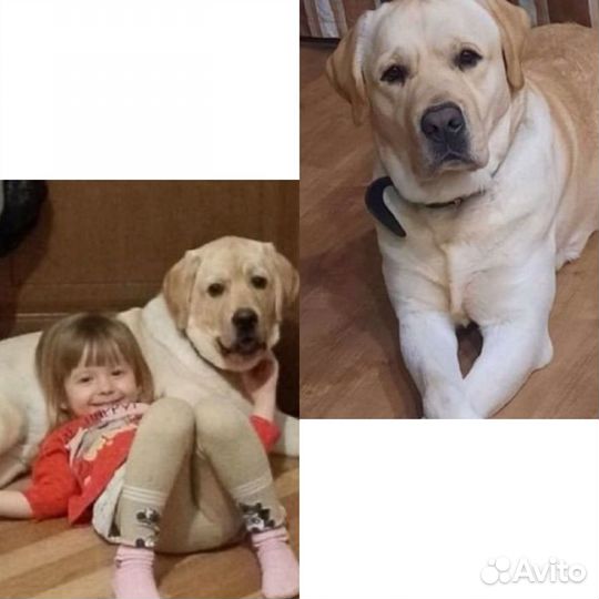 Палевые щенки лабрадора/девочки