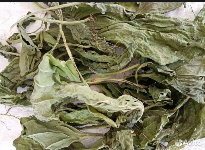 Подорожник большой лист. Семижильник