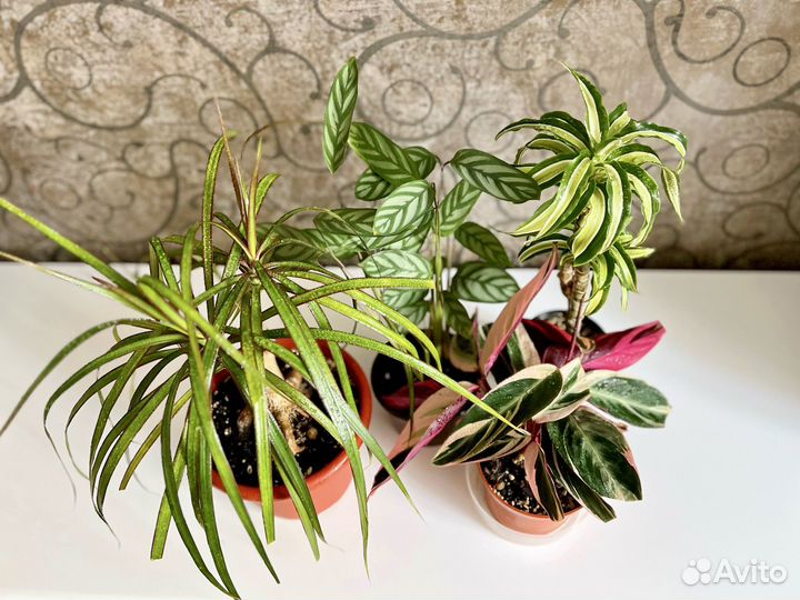 Комнатные растения строманта, ктенанта, драцена