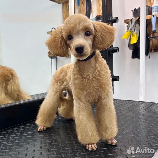 Груминг животных