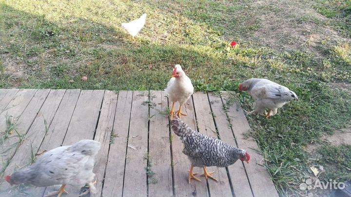 Петушки молодые