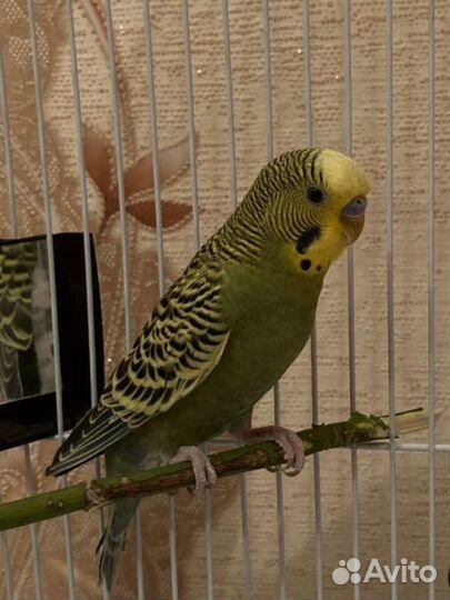 Волнистый попугай с клеткой