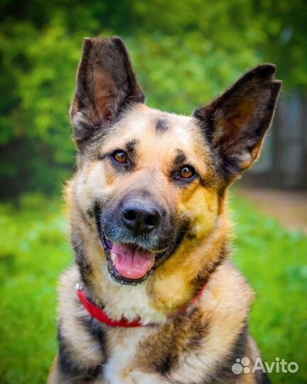 Метис овчарки в ваш дом