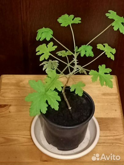 Герань душистая лечебная