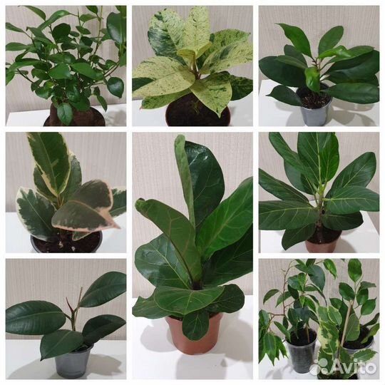 Фикус (Комнатные цветы)