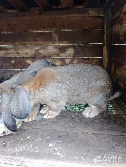 Кролик,Фландр