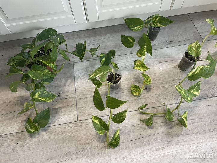 Сциндапсус эпипремнум