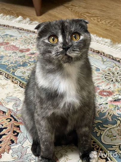 Шотландская вислоухая кошка