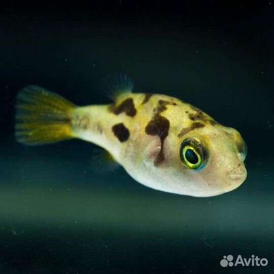 Аквариумные рыбки