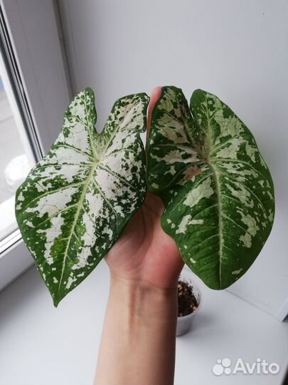 Каладиум Bicolor (раскрывает листы)