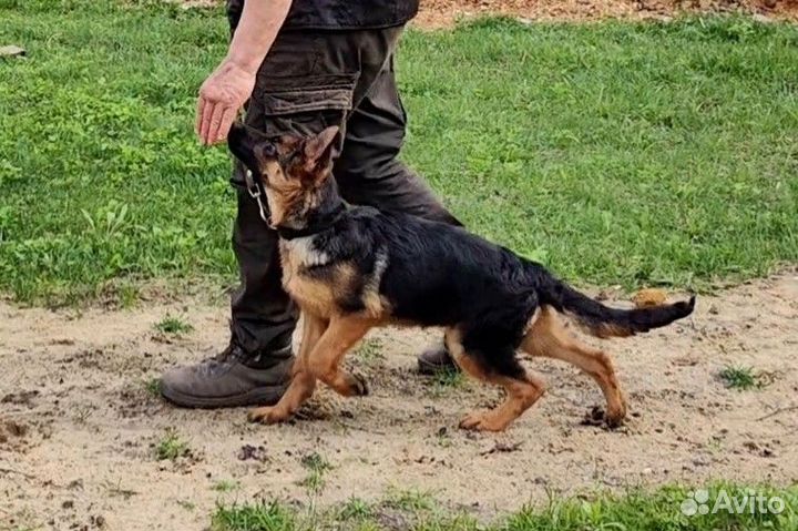 Шикарные щенки немецкой овчарки