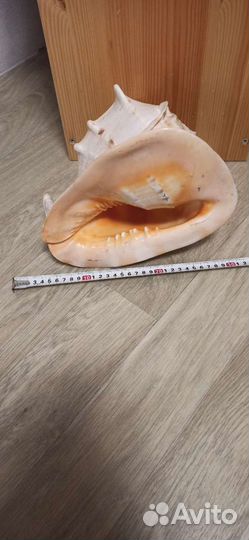 Морские ракушки раковины