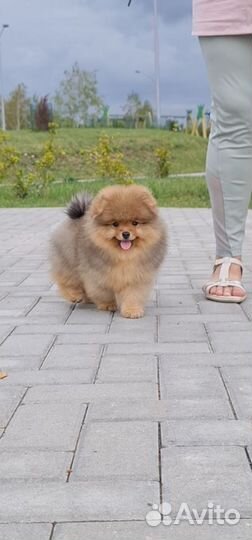 Маленький медвежонок