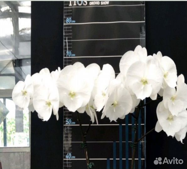 Орхидея Огненный муравей