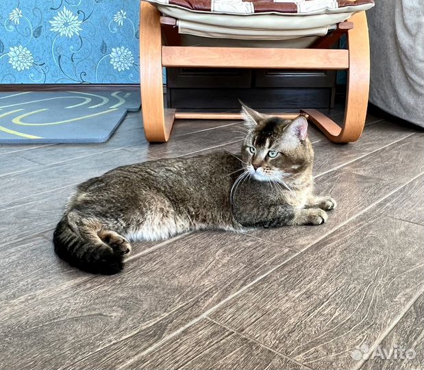 Чаузи ф5 взрослый кот