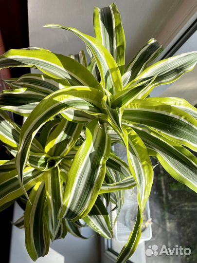 Домашние растения