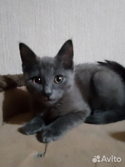 Серый котёнок