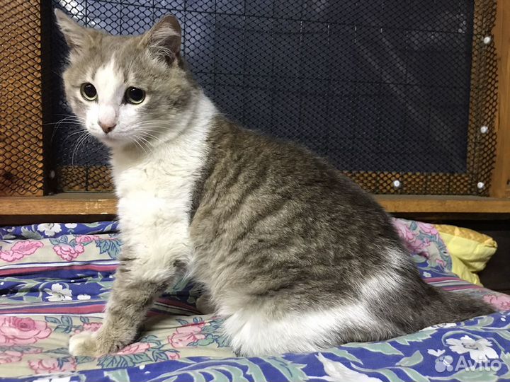 Пашка в поиске дома