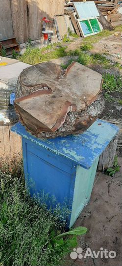 Сувель березовый