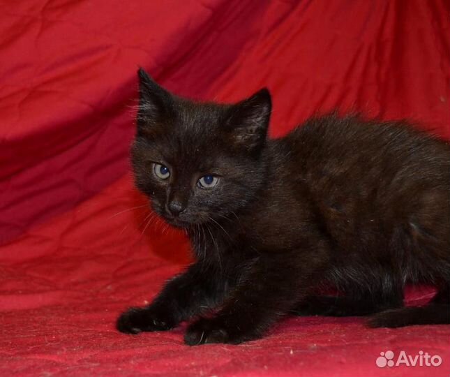 Шикарные, чёрные котята в дар