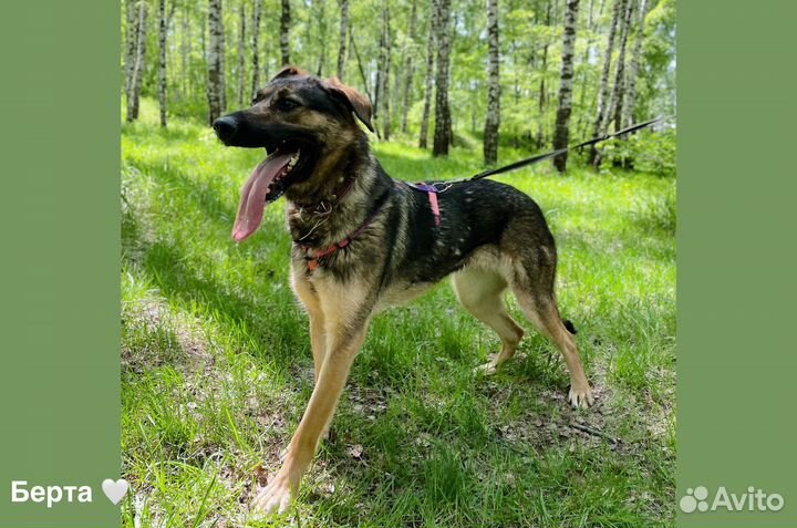 Берта ждет семью в приюте