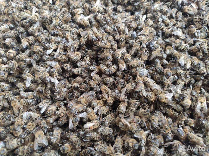 Подмор пчелиный сухой