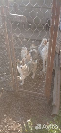 Щенки лайки