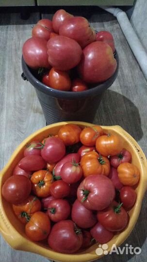 Помидоры домашние